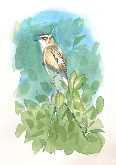 Sedge Warbler