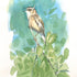 Sedge Warbler