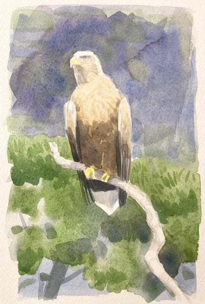 White-tailed Female Eagle