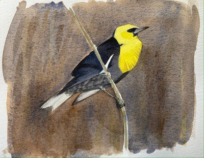 Yellow-headed Blackbird