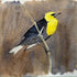 Yellow-headed Blackbird