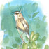 Sedge Warbler