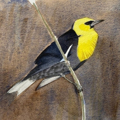 Yellow-headed Blackbird