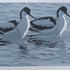 Spring Avocets