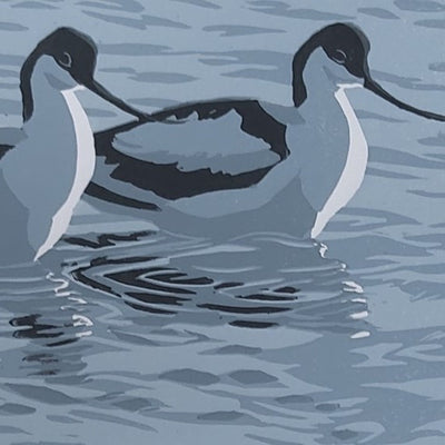 Spring Avocets